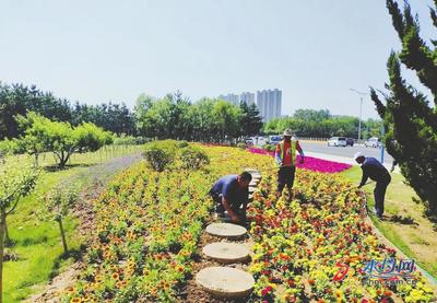 煙臺市城管局園林建設(shè)養(yǎng)護中心迎“七一” 30萬余株草花扮靚港城
