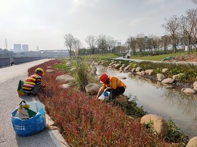 【國藝園林】2020年1月13日茅洲河碧道試點段建設(shè)項目(寶安段)示范段Ⅳ標段綠化工程